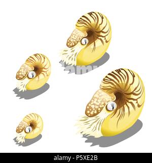 The stage of growth of the Nautilus pompilius mollusk isolated on a white background. Marine animals. Vector illustration. Stock Vector