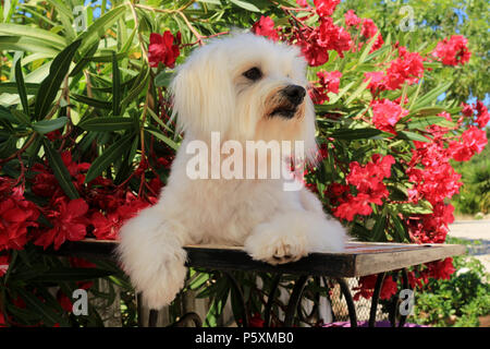 maltese dog lying on a table in front of flowering oleander Stock Photo
