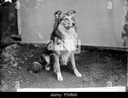 [Collie dog (Dr Williams)] [graphic].. 1 negative : glass, dry plate, b&w ; 12 x 16.5 cm. circa 1885. Thomas, John, 367 Collie dog (Dr Williams) NLW3363263 Stock Photo