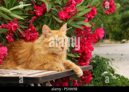 semi longhaird domestic cat, angora mix, lying on a table in front of flowering oleander
