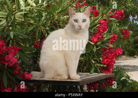 white cat sitting on a table in front of flowering oleander Stock Photo