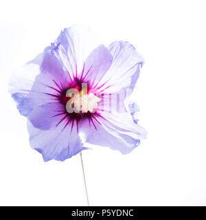 Close up of a single beautiful isolated purple hibiscus flower, or rose mallow, full of details, photographed in high key with white backgound