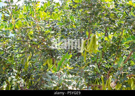 Green seed pods on the carob tree Stock Photo