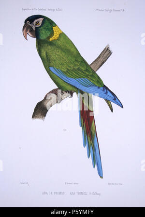 F de Castelnau oiseauxPl4 Stock Photo Alamy