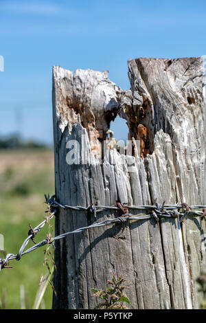 Old fence post with barbed wire wrapped around it Stock Photo