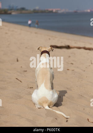 Rear view of whippet dog sitting on a beach, watching people passing Stock Photo