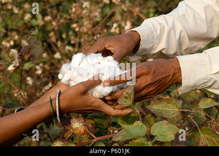 INDIA Madhya Pradesh , organic cotton project in Kasrawad , woman harvest bio cotton by hand / INDIEN Madhya Pradesh , Projekt fuer biodynamischen Anbau von Baumwolle in Kasrawad, Frauen ernten Biobaumwolle durch Handpflueckung Stock Photo