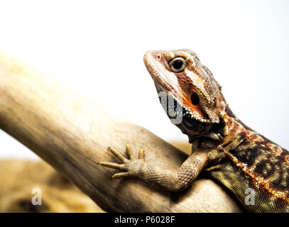 Close up of a Bearded Dragon Lizard on a branch against a white background Stock Photo