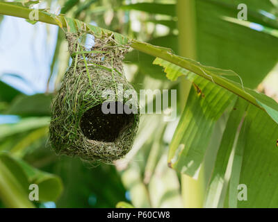 Empty weaver bird nest made by dry grass or straw on banana tree in outdoor farm with blur background Stock Photo