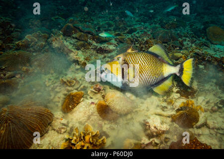 A big Triggerfish near island Koh Tao Stock Photo