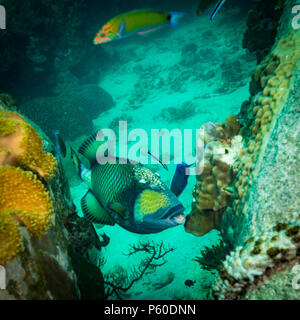 A big Triggerfish near island Koh Tao Stock Photo