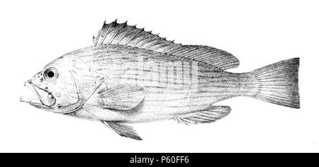 Epinephelus undulosus Ford 2 Stock Photo - Alamy