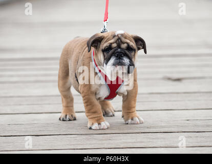 red and blac english bulldog puppy 3 months old  walking on a leash Stock Photo