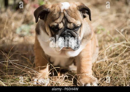 sad red and blac english bulldog puppy 3 months old  sitting on the grass Stock Photo