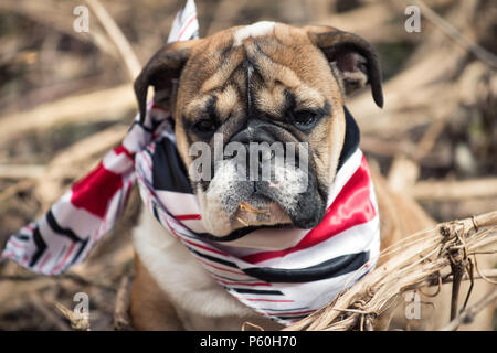 English best sale bulldog scarf