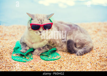 Cat wearing sunglasses lying on the beach on flip flop sandals in summer Stock Photo