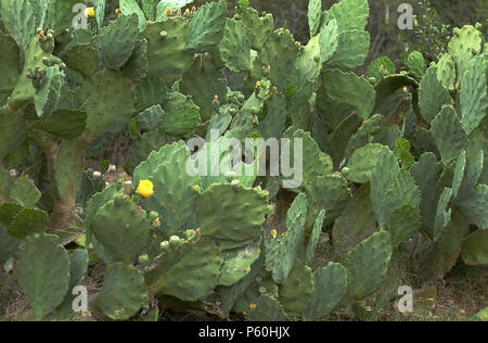 Large bush of cactus bloomed with yellow flowers in San Antonio, Texas Stock Photo