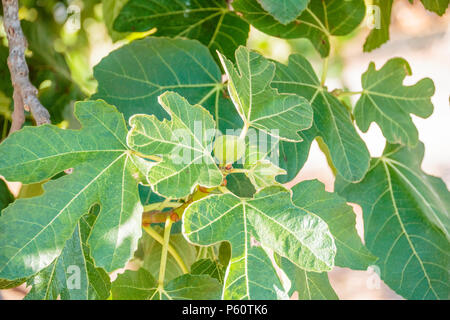 Green figs on the tree in a sunny day.Fig tree. Ripe fig fruits on tree branch.Green figs in a sunny day.Growing fig fruit Stock Photo