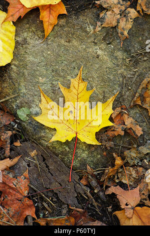 Closeup of a maple leaf turned bright yellow lying on a rock in the forest. Stock Photo