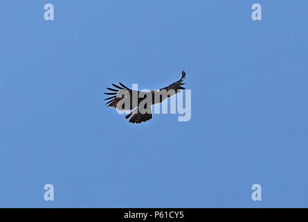 Black Eagle (Ictinaetus malaiensis malaiensis) adult in flight  western Taiwan                April Stock Photo