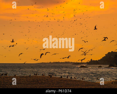 Seagulls flying over the sea at Lloret de Mar, Spain Stock Photo