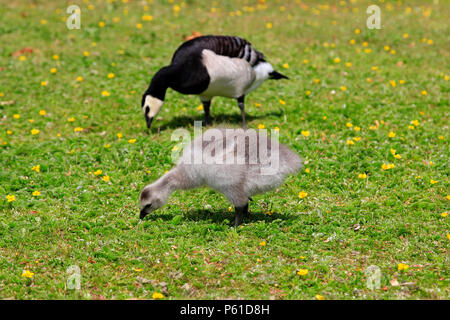 Barnacle goose, Branta leucopsis chick is feeding in park on a day of summer with adult bird on the background. Helsinki, Finland. Stock Photo