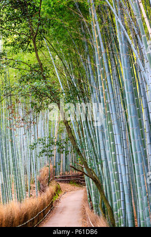 Famous tourist attraction, the Bamboo Grove in Ayashiyama in Kyoto. Deserted path leading through very tall stalks of Bamboo. Early morning. Stock Photo