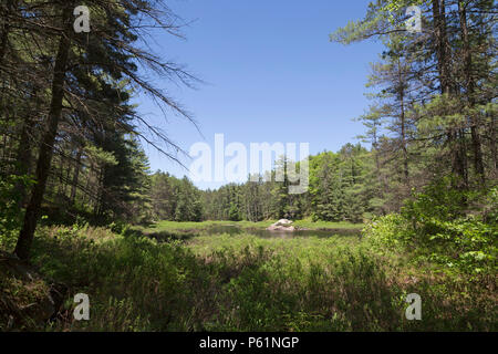 A view of woodland and Essens Lake at Bon Echo Provincial Park in Ontario, Canada. The provincial park has a mixture of wetland, swamp and woodland ha Stock Photo