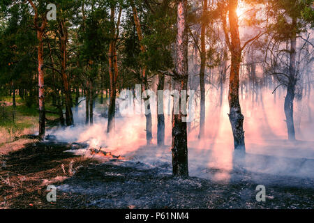 Forest fire. Burned trees after wildfire, pollution and a lot of smoke Stock Photo