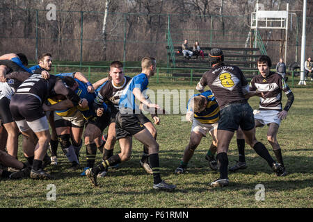 BELGRADE, SERBIA - MARCH 1, 2015:  Rugby Scrum during a training of the Partizan Rugby team with white caucasian men confronting and packing in group  Stock Photo