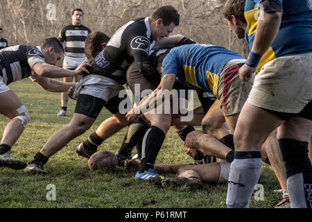 BELGRADE, SERBIA - MARCH 1, 2015:  Rugby Scrum during a training of the Partizan Rugby team with white caucasian men confronting and packing in group  Stock Photo