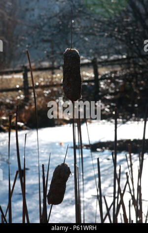 Close up of Cattail dried flowers by the lake, in winter Stock Photo