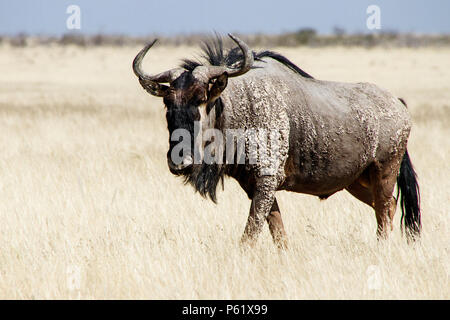 Lone, Mud-caked Blue Wildebeest bull in Etosha savanna grassland Stock Photo