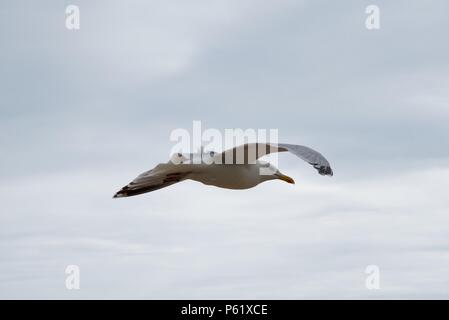 Seagull: a single Seagull in flight Stock Photo