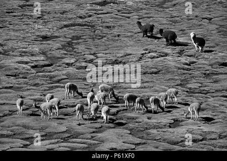 A herd of wild VICUNYA & ALPACA graze on the BOFEDALES (swampy grassland) of LAUCA NATIONAL PARK, CHILE Stock Photo