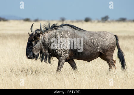 Lone, Mud-caked Blue Wildebeest bull in Etosha savanna grassland Stock Photo