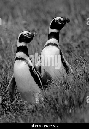 MEGALLANIC PENGUINS mate for life like this couple in the SENO OTWAY COLONY with 50,000 breeding pairs - PATAGONIA CHILE Stock Photo