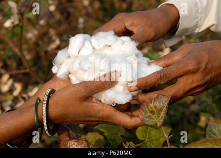 INDIA Madhya Pradesh , organic cotton project in Kasrawad , woman harvest bio cotton by hand / INDIEN Madhya Pradesh , Projekt fuer biodynamischen Anbau von Baumwolle in Kasrawad, Frauen ernten Biobaumwolle durch Handpflueckung Stock Photo