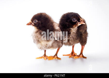 Two chicks are isolated on a white background Stock Photo