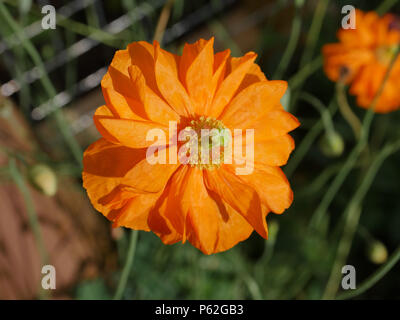 Papaver rupifragum flore pleno, Orange Poppy Stock Photo