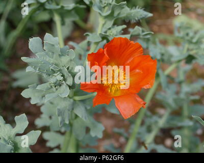 Glaucium corniculatum, Red Horned Poppy Stock Photo