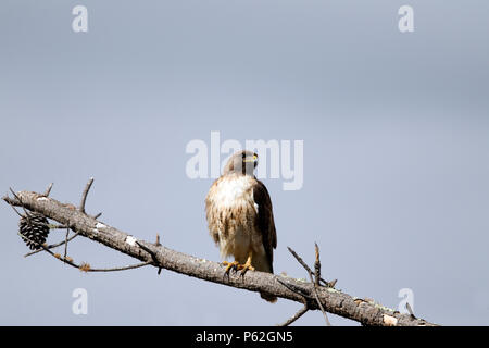 Red tailed Hawk perched on dead tree Stock Photo