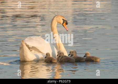 Mute Swan mother with babies, cygnets, swimming with babies around her, Cygnus olor, River Ant, Norfolk Broads, UK, May Stock Photo