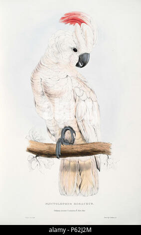 N/A. Cacatua moluccensis English: A painting of a Salmon-crested Cockatoo, also known as Moluccan Cockatoo, (originally captioned 'Plyctolophus rosaceus. Salmon-crested Cockatoo') by Edward Lear 1812-1888. 27 August 2008, 09:55:00.   Edward Lear  (1812–1888)       Alternative names Derry Down Derry; Eduard Liri; Entouarnt Lar; Eduard Lir; Lear; lear e  Description English artist, author and poet  Date of birth/death 12 May 1812 29 January 1888  Location of birth/death English: Holloway, London, England.  English: Sanremo, Italy.  Authority control  : Q309759 VIAF:36920855 ISNI:0000 0001 2100 6 Stock Photo