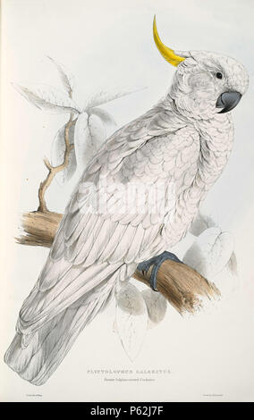 N/A. Cacatua galerita English: A painting of a Sulphur-crested Cockatoo (originally captioned 'Plyctolophus galeritus. Greater Sulphur-crested Cockatoo') by Edward Lear 1812-1888. 28 August 2008, 03:26:00.   Edward Lear  (1812–1888)       Alternative names Derry Down Derry; Eduard Liri; Entouarnt Lar; Eduard Lir; Lear; lear e  Description English artist, author and poet  Date of birth/death 12 May 1812 29 January 1888  Location of birth/death English: Holloway, London, England.  English: Sanremo, Italy.  Authority control  : Q309759 VIAF:36920855 ISNI:0000 0001 2100 6493 ULAN:500016261 LCCN:n7 Stock Photo