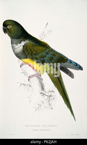 N/A. Cyanoliseus patagonus English: A painting of a Burrowing Parrot, also known as Patagonian Conure, (originally captioned 'Psittacara patagonica. Patagonian Parrakeet-Maccaw') by Edward Lear 1812-1888. 28 August 2008, 03:51:00.   Edward Lear  (1812–1888)       Alternative names Derry Down Derry; Eduard Liri; Entouarnt Lar; Eduard Lir; Lear; lear e  Description English artist, author and poet  Date of birth/death 12 May 1812 29 January 1888  Location of birth/death English: Holloway, London, England.  English: Sanremo, Italy.  Authority control  : Q309759 VIAF:36920855 ISNI:0000 0001 2100 64 Stock Photo