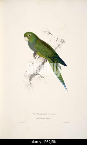 N/A. Aratinga nana English: A painting of an Olive-throated Parakeet, also known as the Olive-throated Conure, (originally captioned 'Psittacara nana. Dwarf Parrakeet Maccaw.') by Edward Lear 1812-1888. 28 August 2008, 04:06:00.   Edward Lear  (1812–1888)       Alternative names Derry Down Derry; Eduard Liri; Entouarnt Lar; Eduard Lir; Lear; lear e  Description English artist, author and poet  Date of birth/death 12 May 1812 29 January 1888  Location of birth/death English: Holloway, London, England.  English: Sanremo, Italy.  Authority control  : Q309759 VIAF:36920855 ISNI:0000 0001 2100 6493 Stock Photo