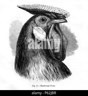 N/A. English: Figure 31 - 'Hamburgh Fowl' from Charles Darwin's book Variation of Animals and Plants Under Domestication published in 1868. January 1868.   Charles Darwin  (1809–1882)       Alternative names Charles Robert Darwin  Description British naturalist and author  Date of birth/death 12 February 1809 19 April 1882  Location of birth/death The Mount, Shrewsbury Down House  Authority control  : Q1035 VIAF:27063124 ISNI:0000 0001 2125 1077 ULAN:500228559 LCCN:n78095637 NARA:10580367 WorldCat 413 Darwin Variation Fig31 Stock Photo