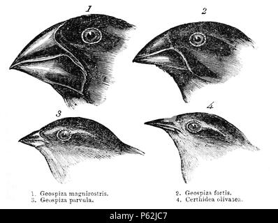 N/A. Darwin's finches or Galapagos finches. Darwin, 1845. Journal of researches into the natural history and geology of the countries visited during the voyage of H.M.S. Beagle round the world, under the Command of Capt. Fitz Roy, R.N. 2d edition. 1. (category) Geospiza magnirostris 2. (category) Geospiza fortis 3. Geospiza parvula, now (category) Camarhynchus parvulus 4. (category) Certhidea olivacea . before 1882. John Gould (14.Sep.1804 - 3.Feb.1881) 413 Darwin's finches by Gould