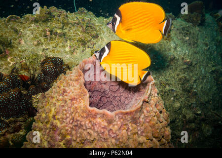 Butterflyfish on a reef near Kot Tao island Stock Photo